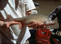 High stakes: endangered Humpback Chub




