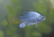 The Cienega's endangered Desert Pupfish
